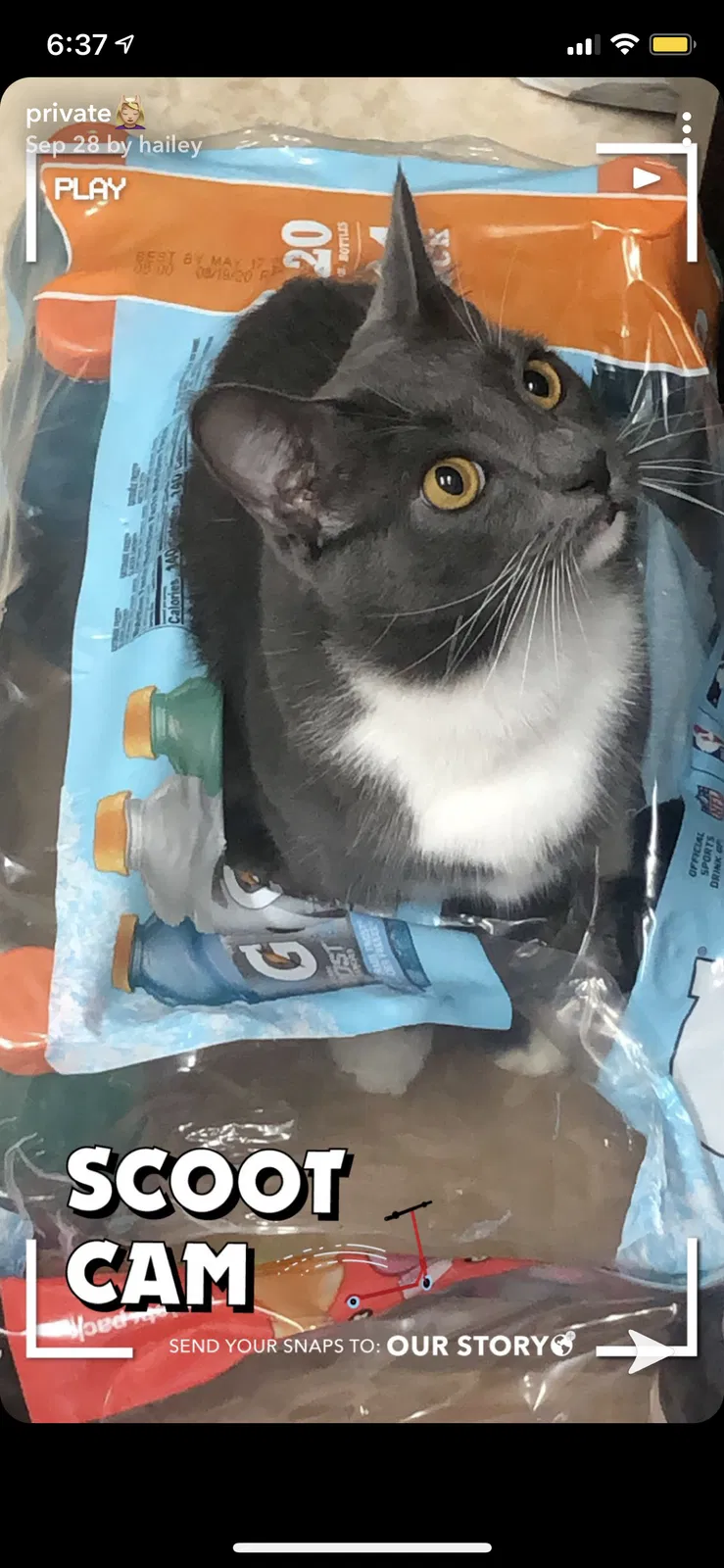 Lost cat in Clermont, FL, 34715