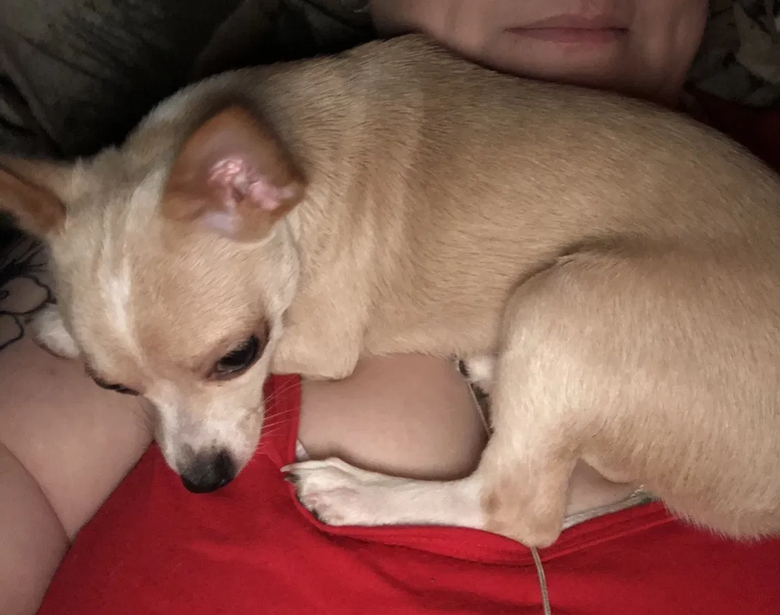 Lost dog in Portland, OR, 97211