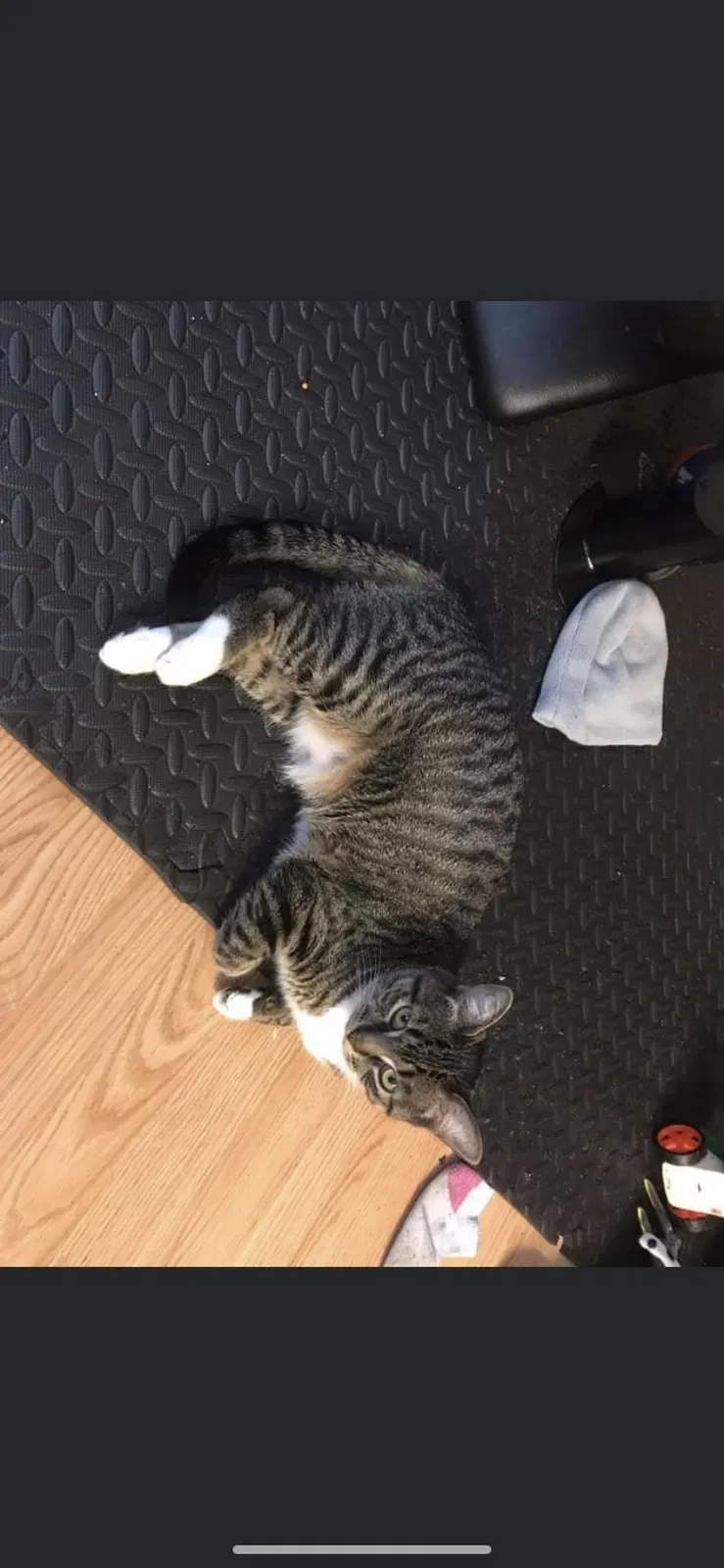 Lost cat in San Tan Valley, AZ, 85143