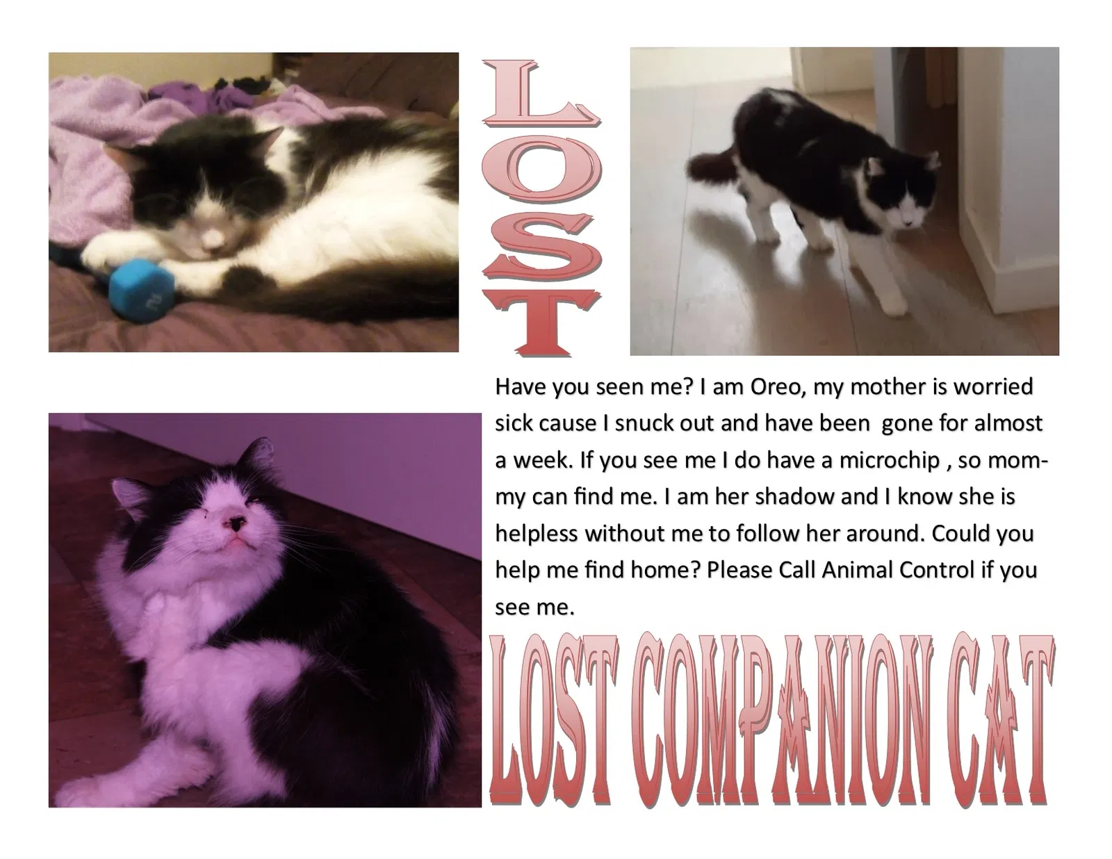 Lost cat in Harrisburg, OR, 97446