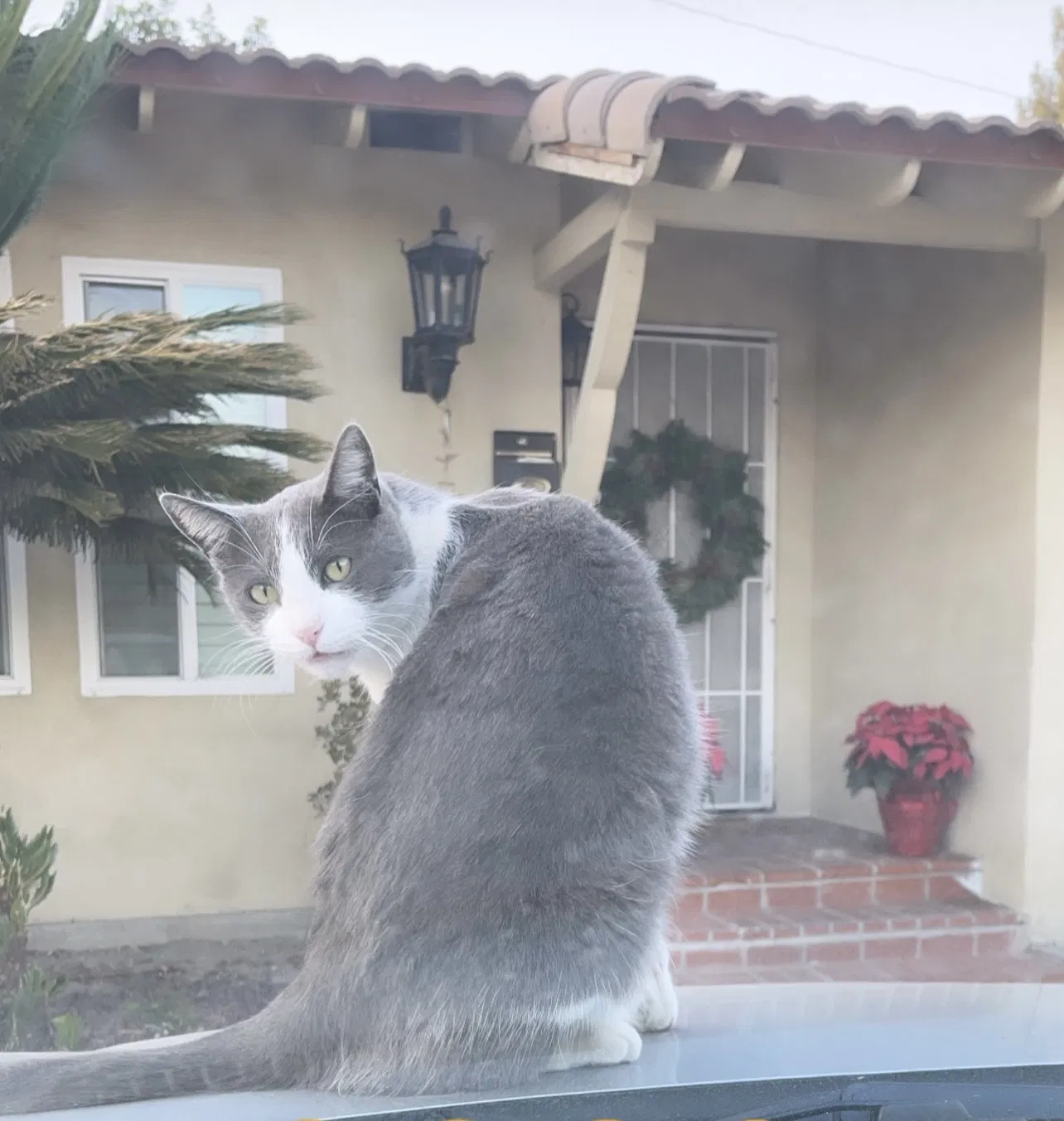 Lost cat in West Covina, CA, 91790