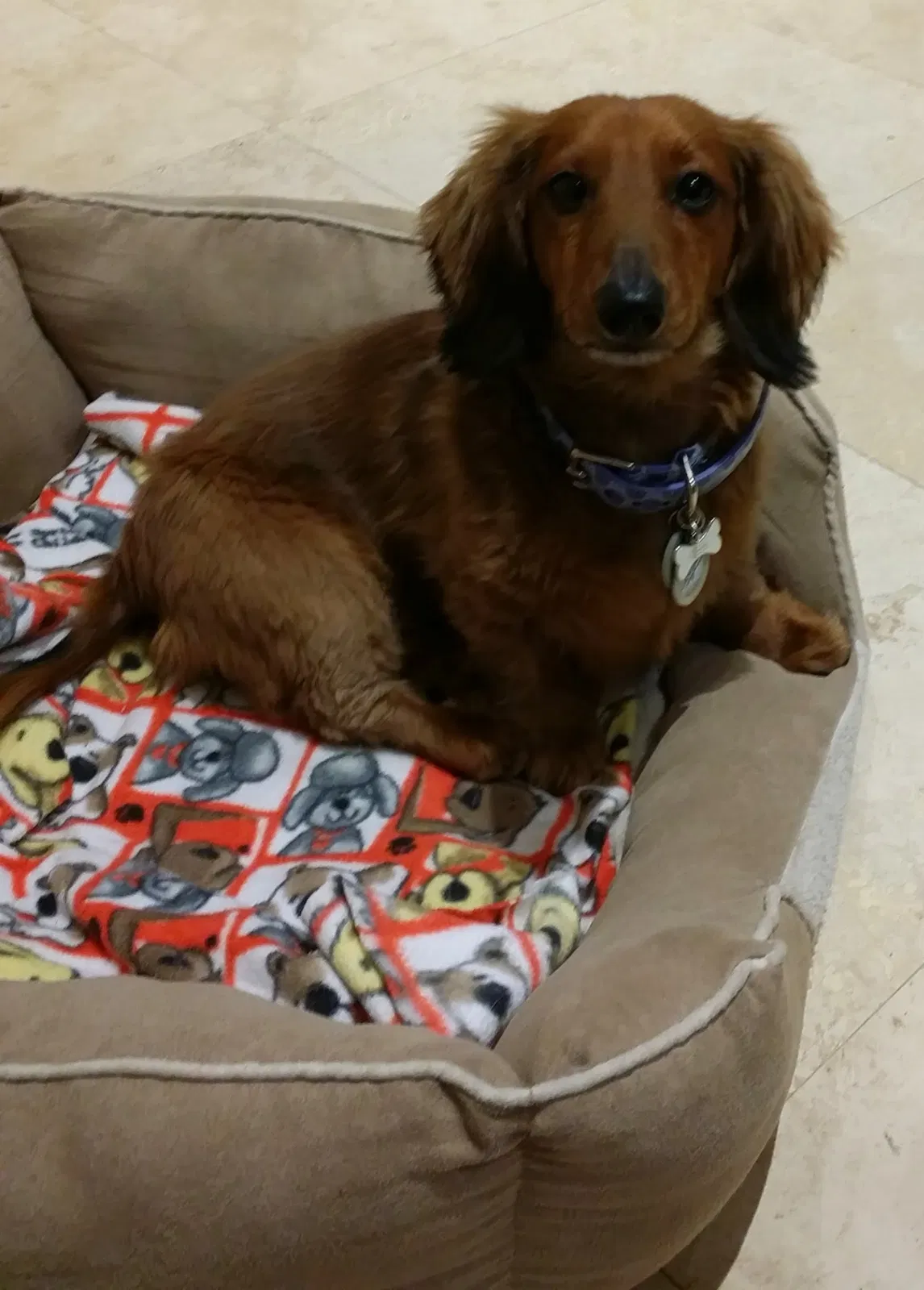 Lost dog in Orange, CA, 92867