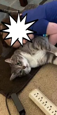 Lost cat in Abington, PA, 19001