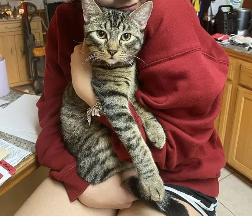 Lost cat in Atascosa, TX, 78002