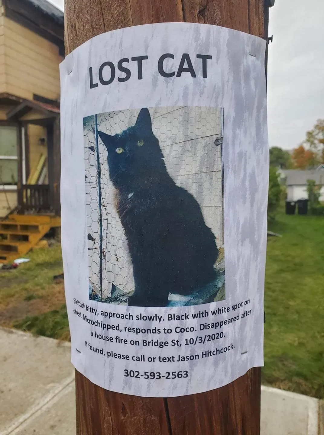 Lost cat in Corning, NY, 14830