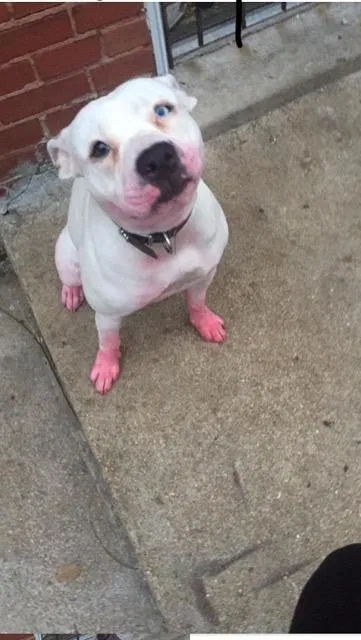 Lost dog in Saint Louis, MO, 63115