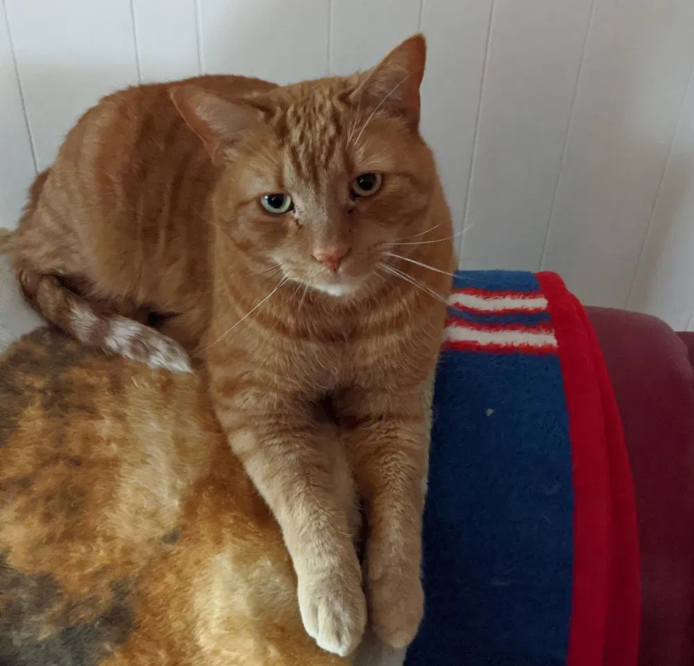 Lost cat in Lebanon, NJ, 8833