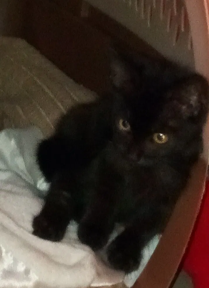 Found cat in Charlotte, NC, 28227