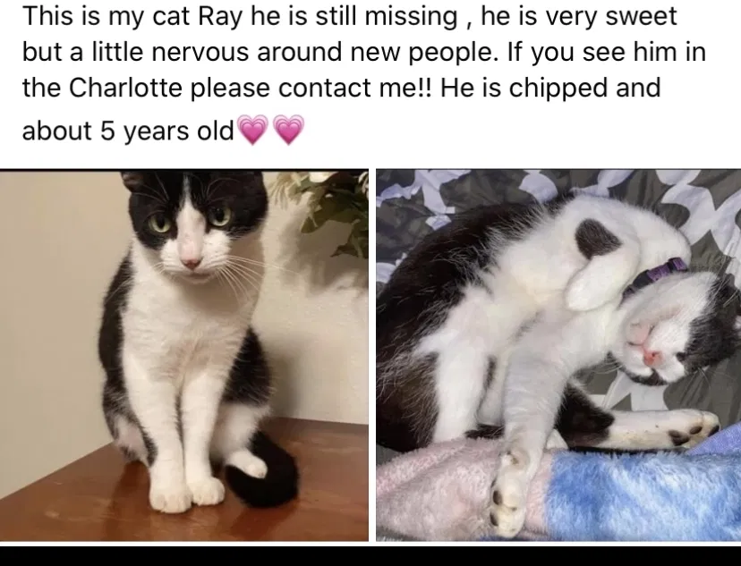 Lost cat in Charlotte, NC, 28215