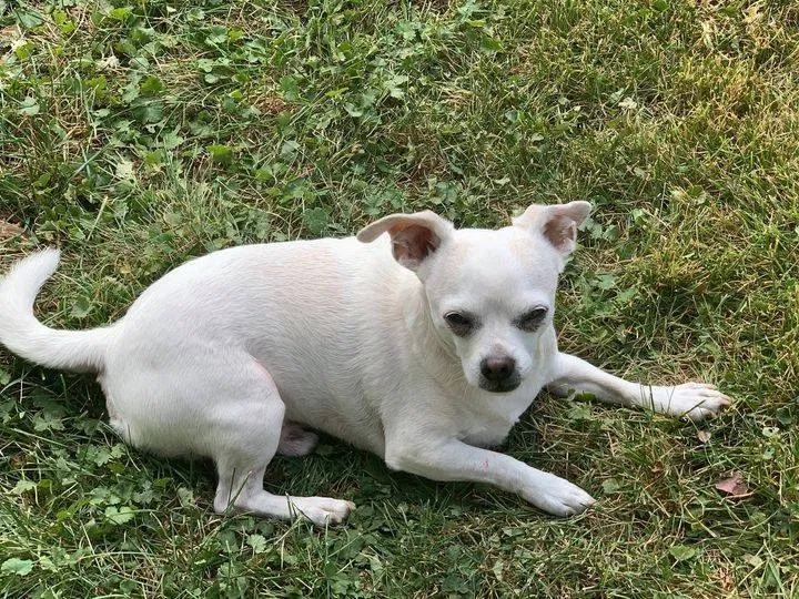 Lost dog in Springfield, OH, 45505