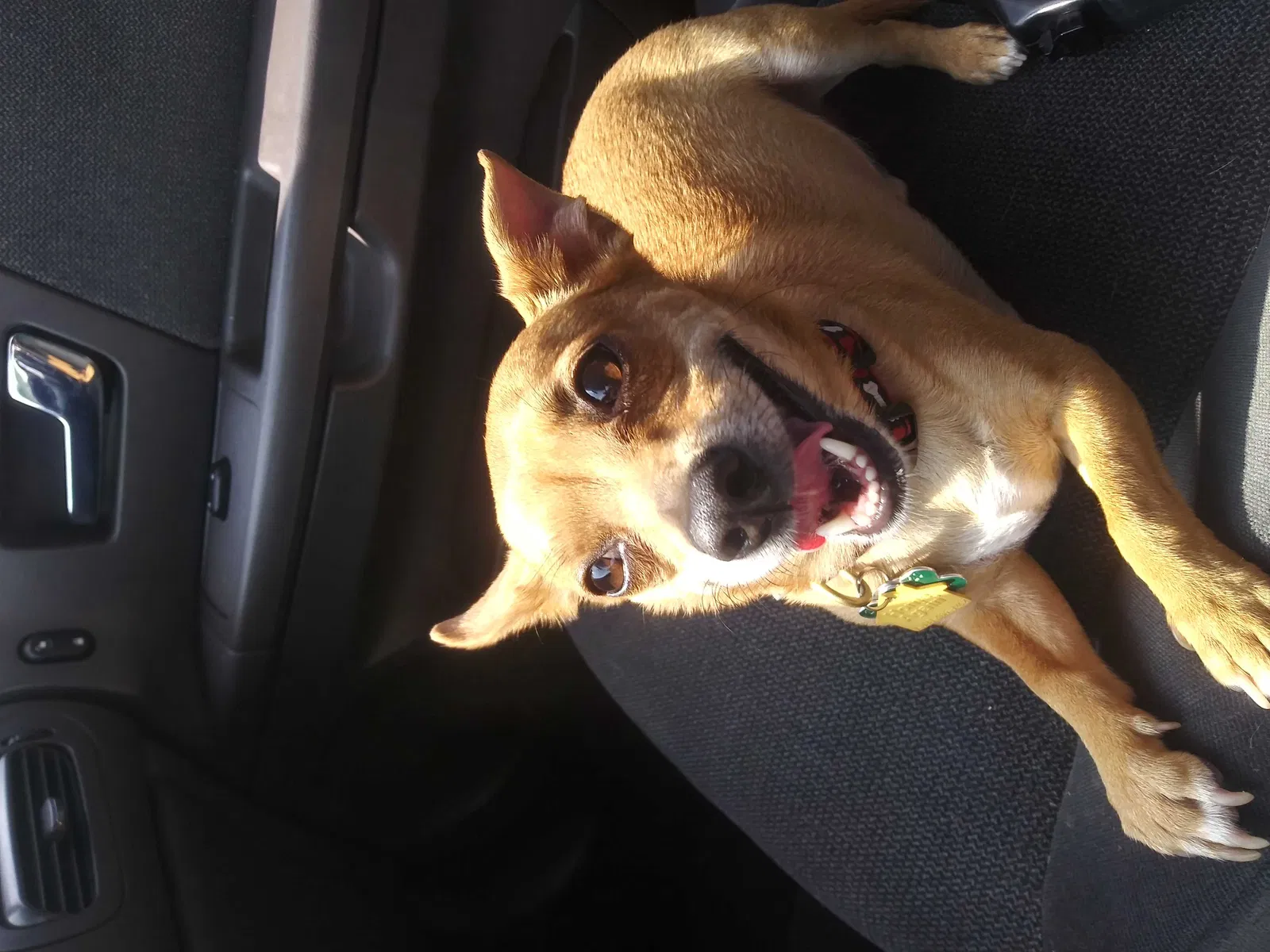 Lost dog in Columbus, OH, 43229