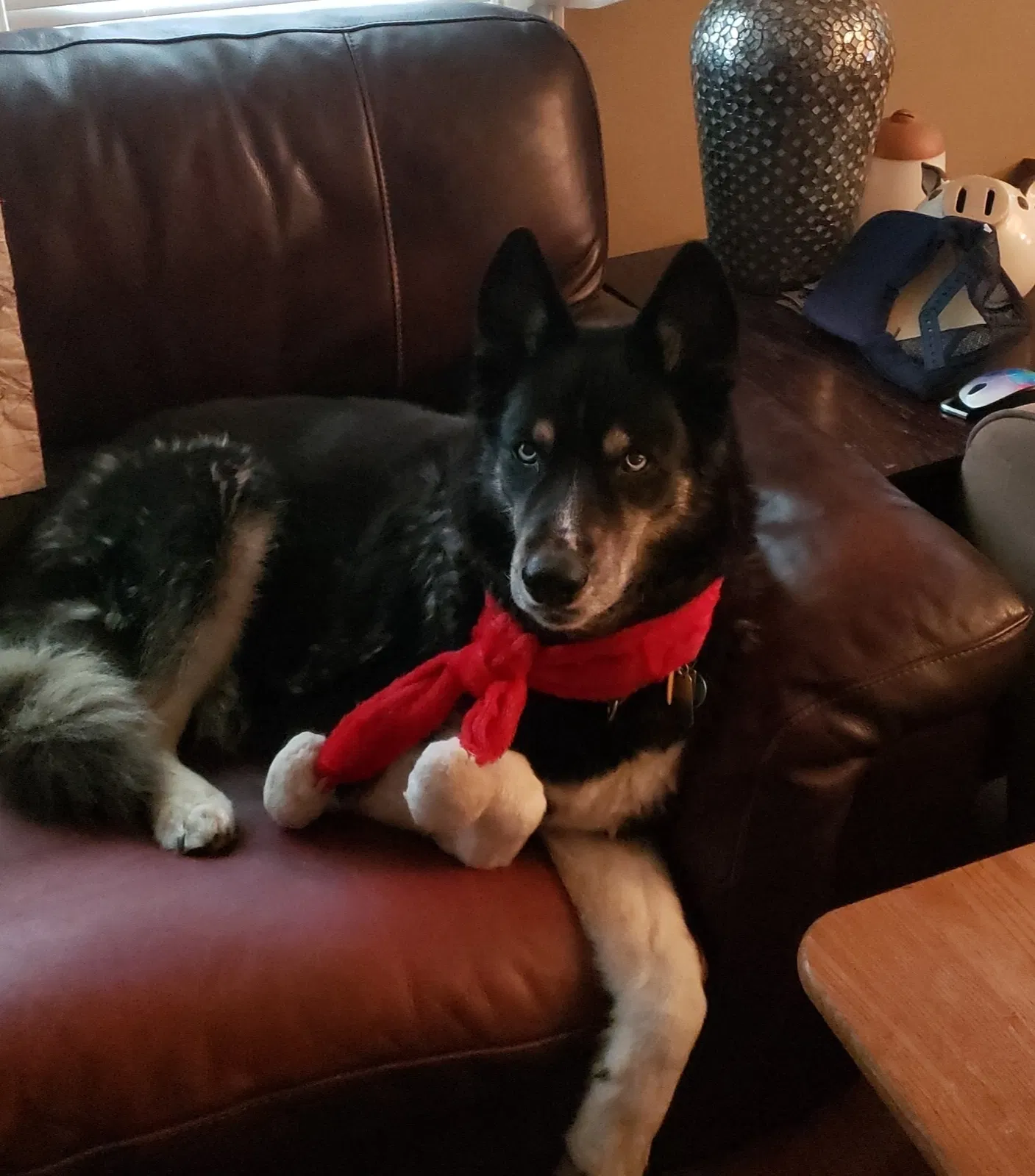 Lost dog in Rochester, NY, 14616