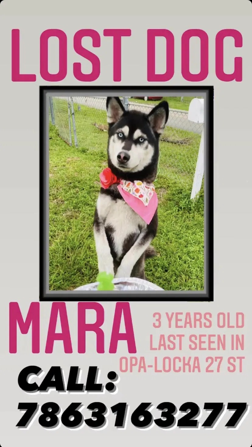 Lost dog in Miami, FL, 33167