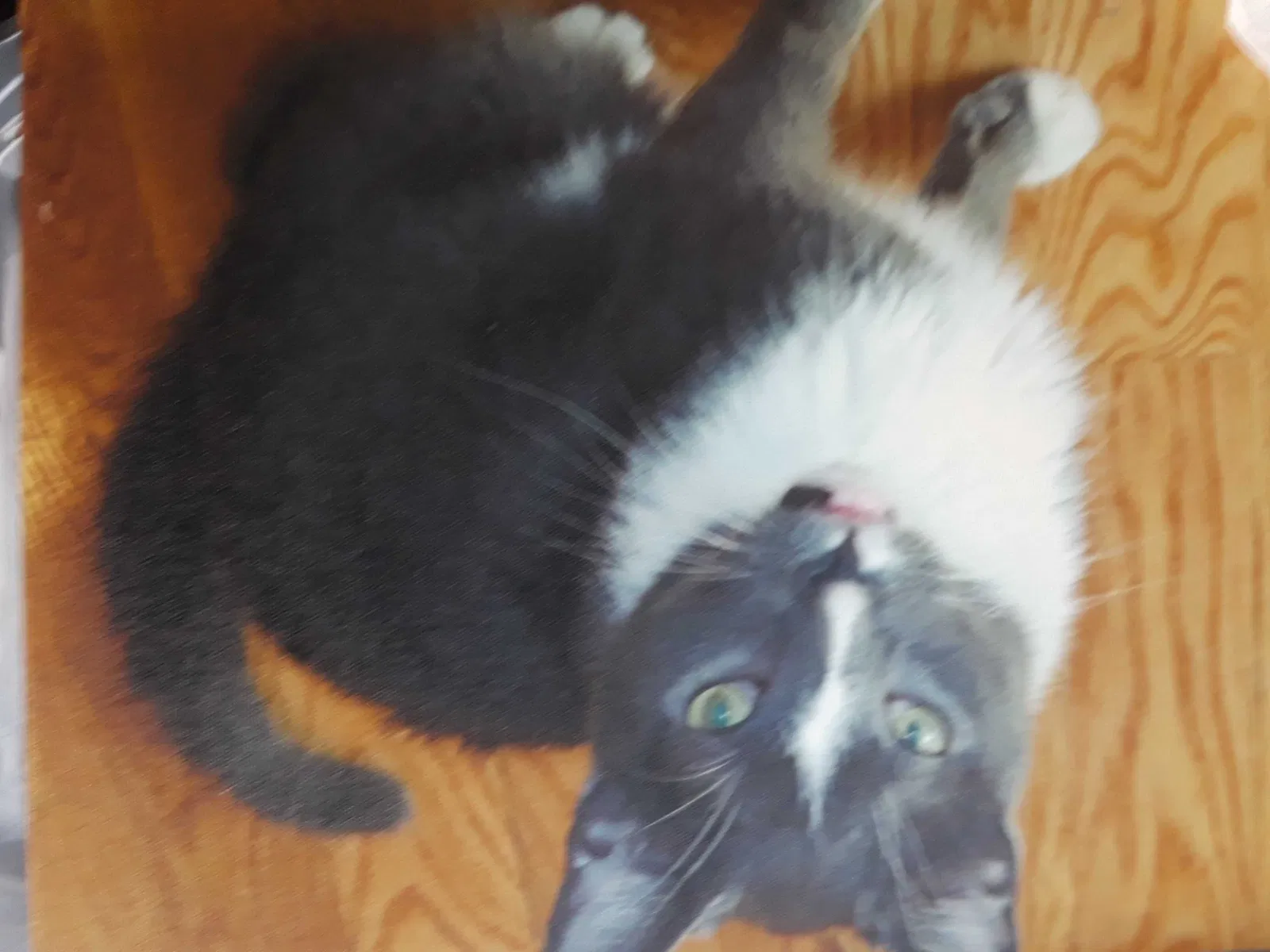 Lost cat in Pompano Beach, FL, 33062
