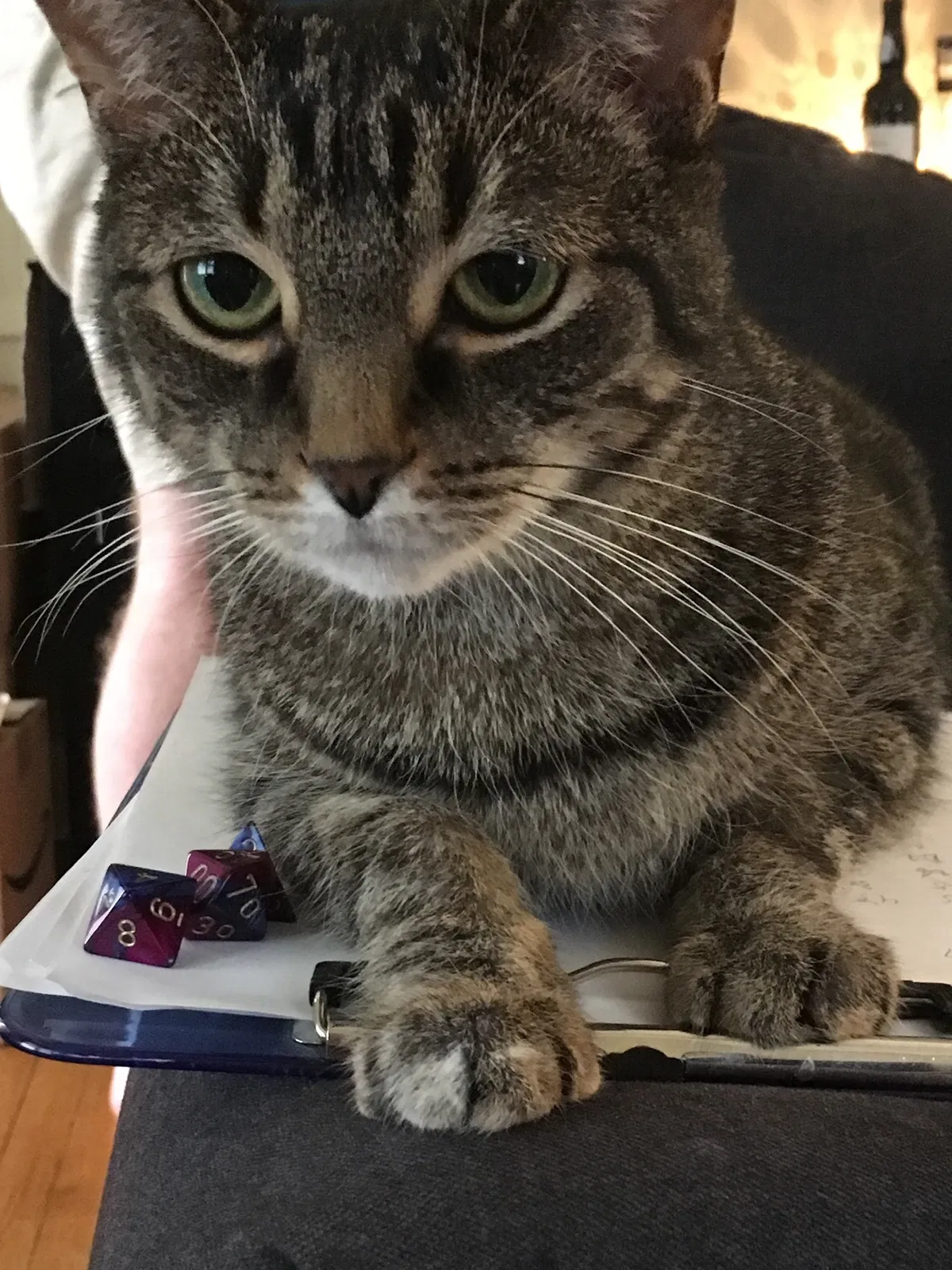 Lost cat in Lexington, KY, 40511