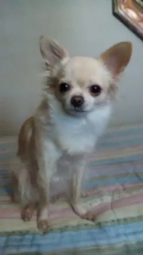 Lost dog in El Paso, TX, 79907