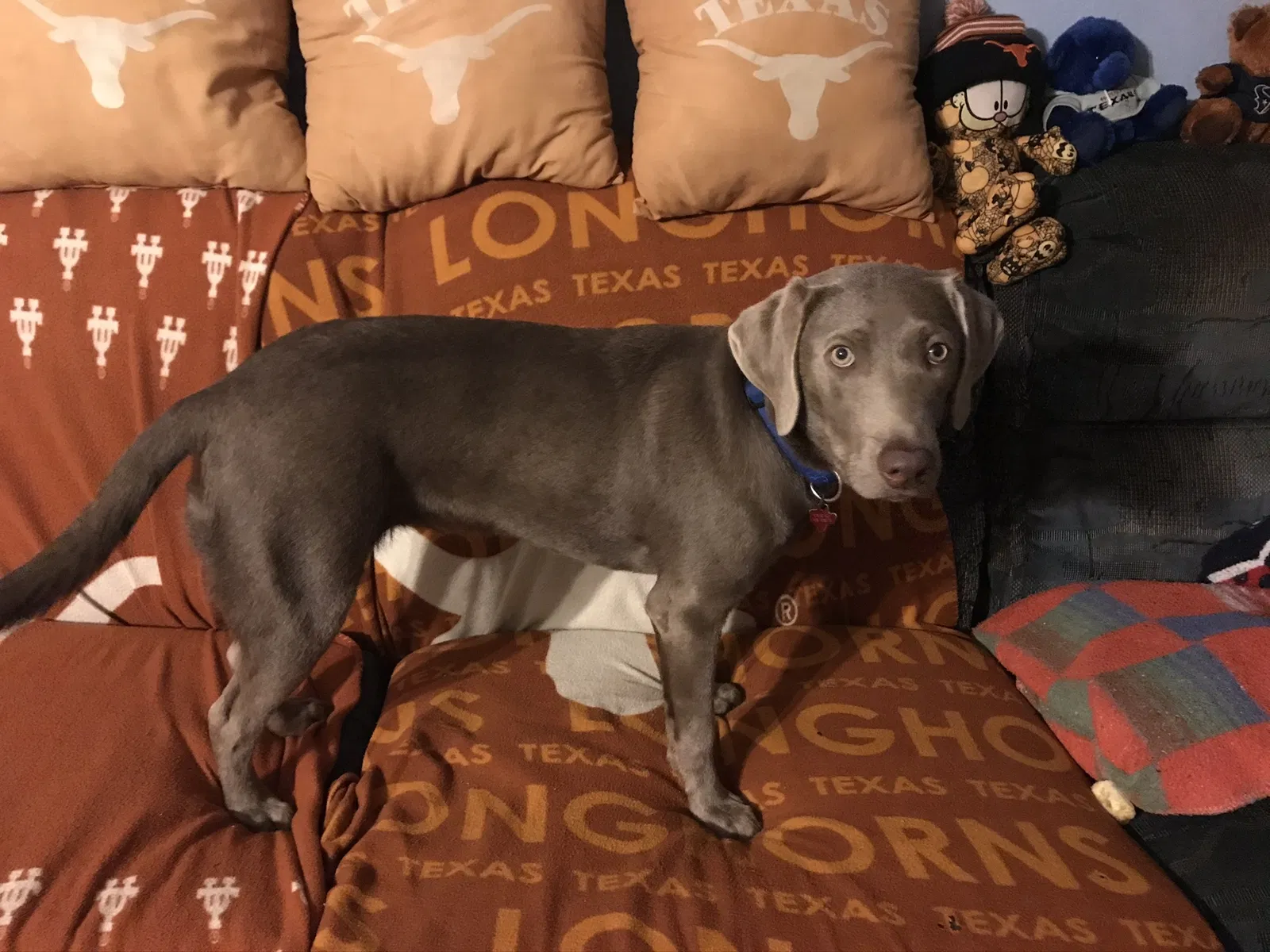 Lost dog in Harlingen, TX, 78552