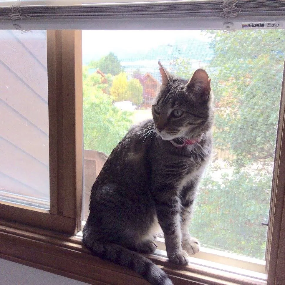 Lost cat in Asheville, NC, 28801