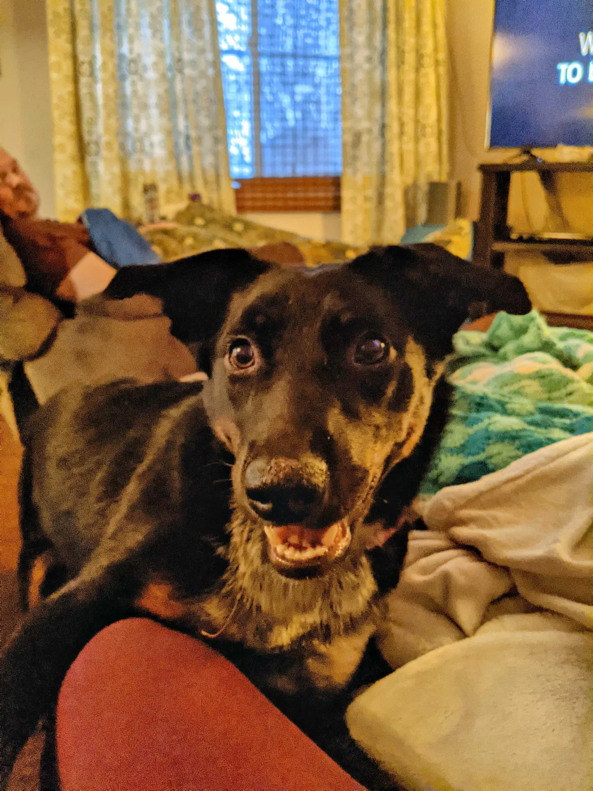 Lost dog in Spokane, WA, 99208
