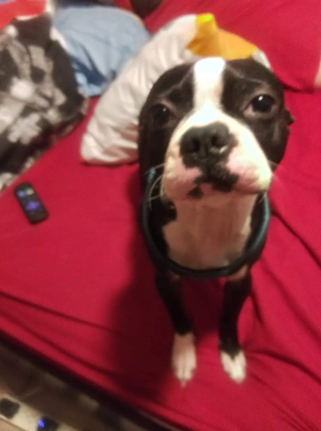 Lost dog in Wewahitchka, FL, 32465