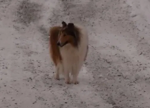 Lost dog in Reardan, WA, 99029
