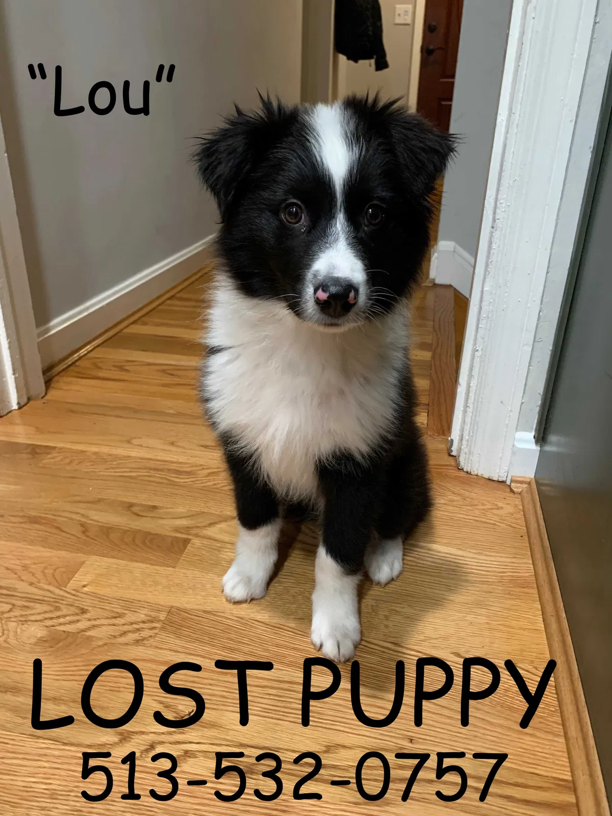 Lost dog in Cincinnati, OH, 45230