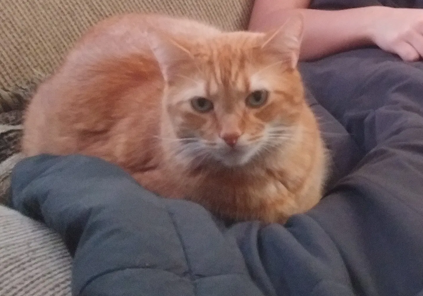 Lost cat in Hanover, PA, 17331