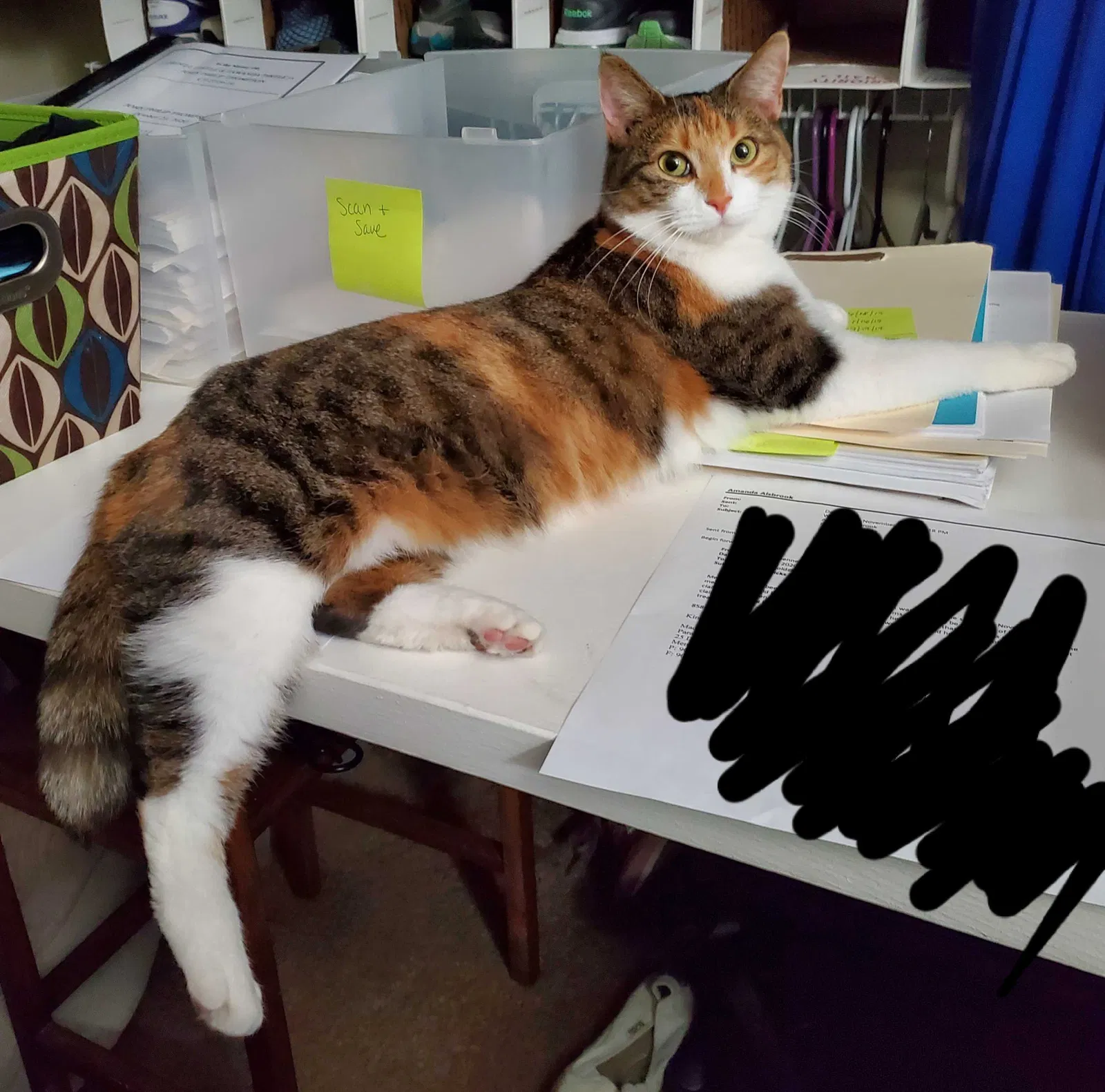 Lost cat in Memphis, TN, 38134