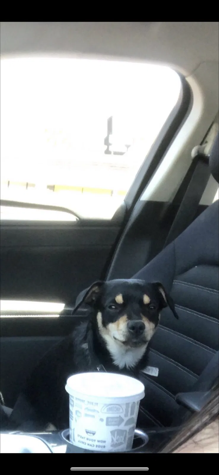 Lost dog in Bloomington, CA, 92316
