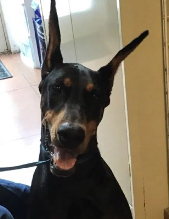 Lost dog in Homestead, FL, 33031