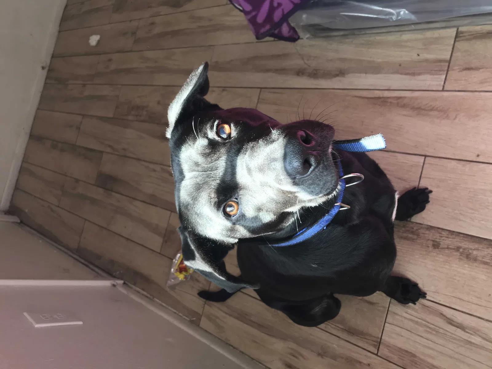 Lost dog in Phoenix, AZ, 85031
