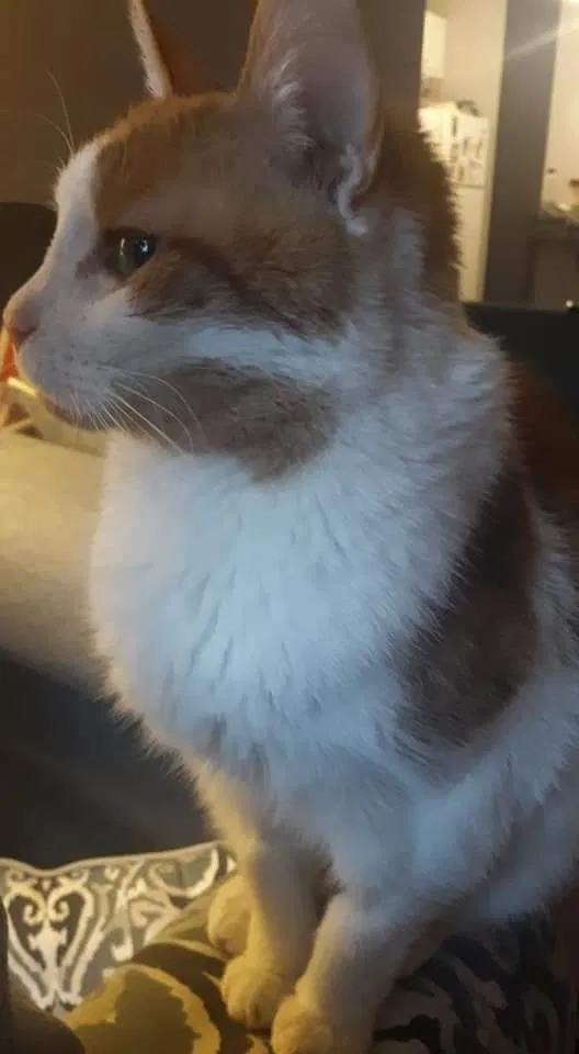 Lost cat in Grove City, OH, 43123