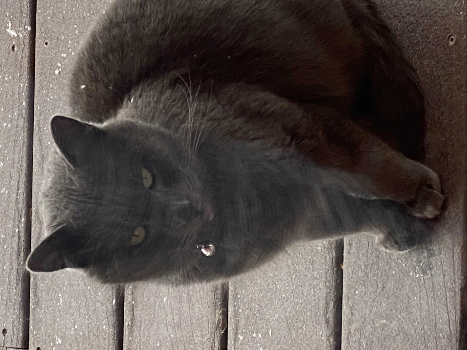 Lost cat in Driggs, ID, 83422
