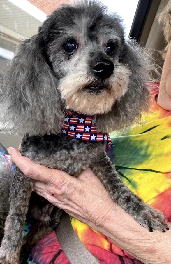 Lost dog in Dalton, GA, 30720