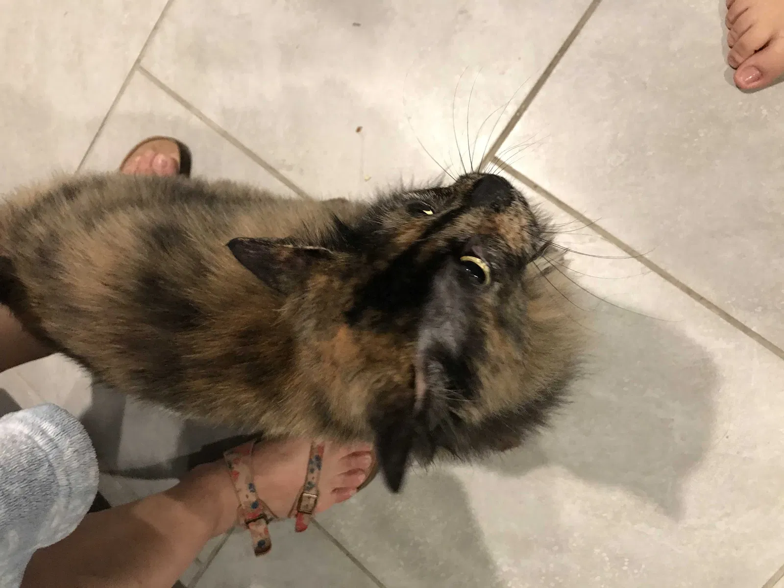 Found cat in Katy, TX, 77494