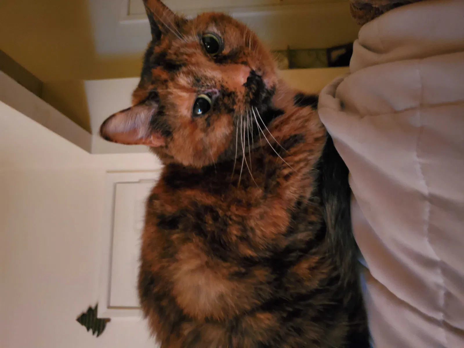 Lost cat in Concord, NC, 28027