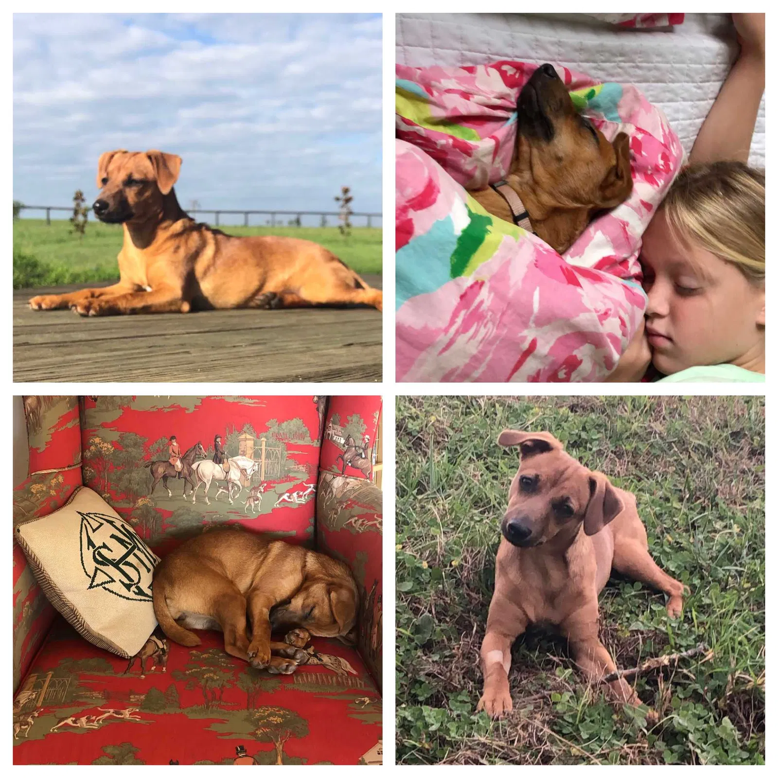 Lost dog in Versailles, KY, 40383