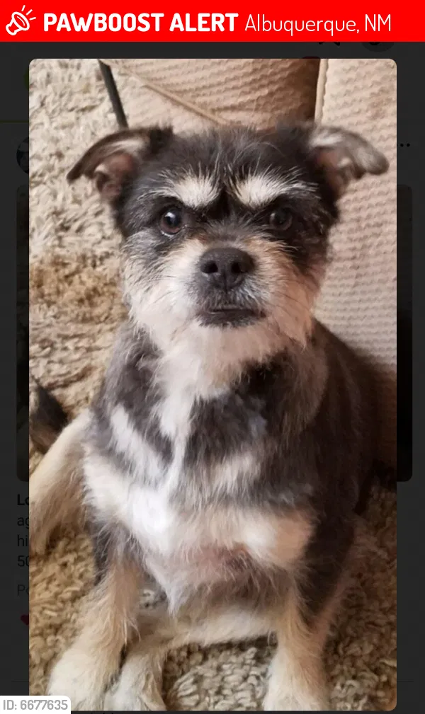 Lost dog in Albuquerque, NM, 87113
