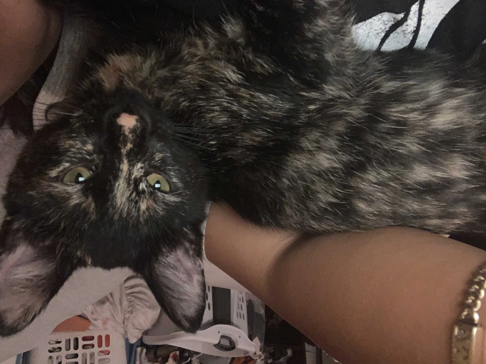 Lost cat in Austin, TX, 78745