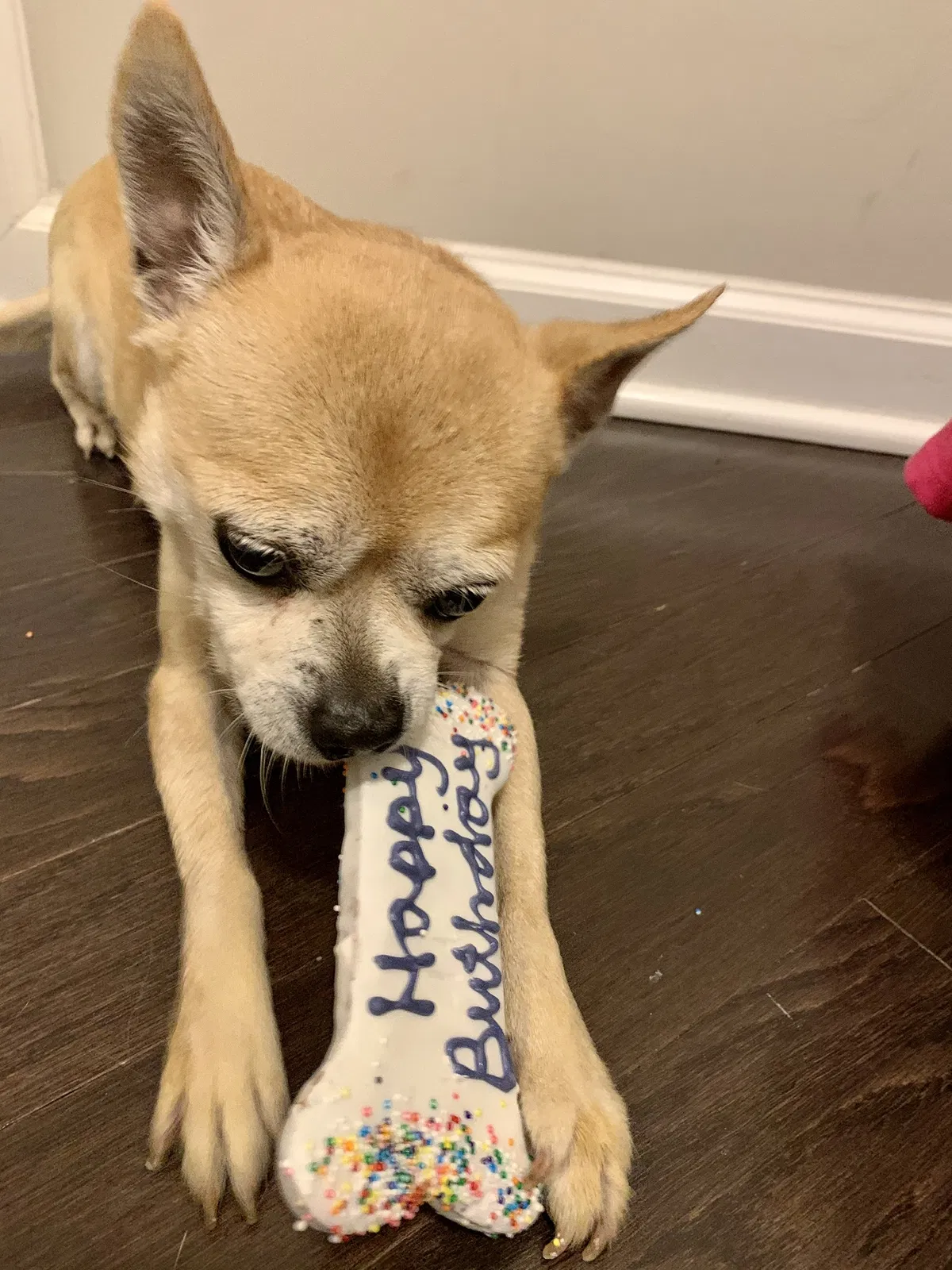 Lost dog in Alamo, TX, 78516
