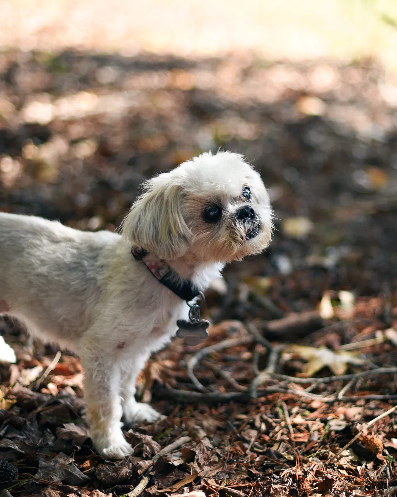 Lost dog in Piedmont, SC, 29673