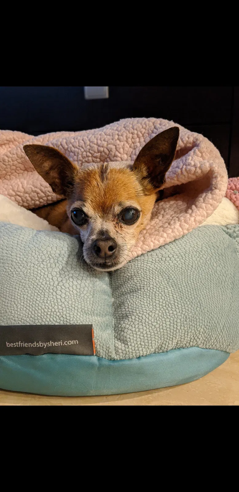 Lost dog in Miami, FL, 33183