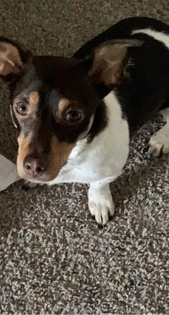 Lost dog in Saint Petersburg, FL, 33704