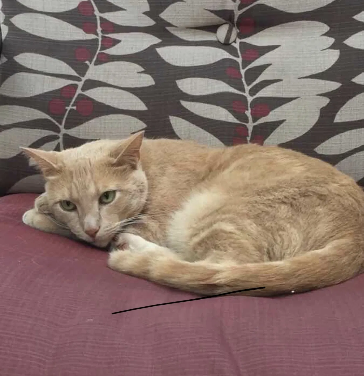 Lost cat in Alexandria, VA, 22303