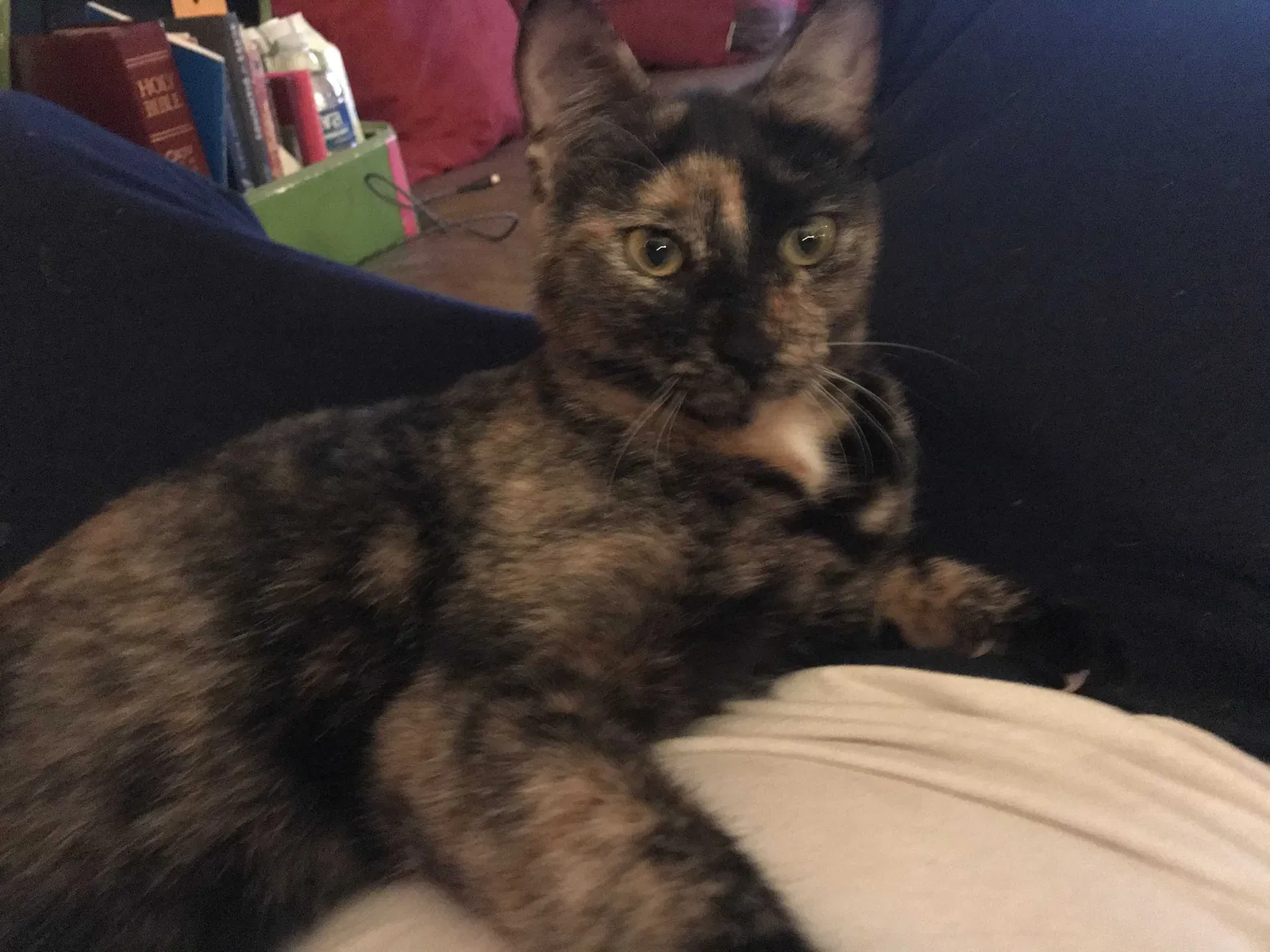 Found cat in Round Rock, TX, 78664