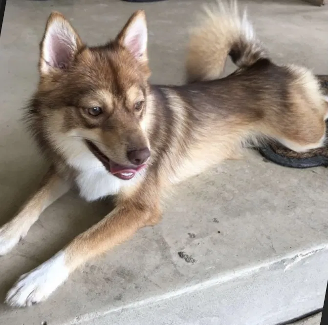 Lost dog in San Antonio, TX, 78216