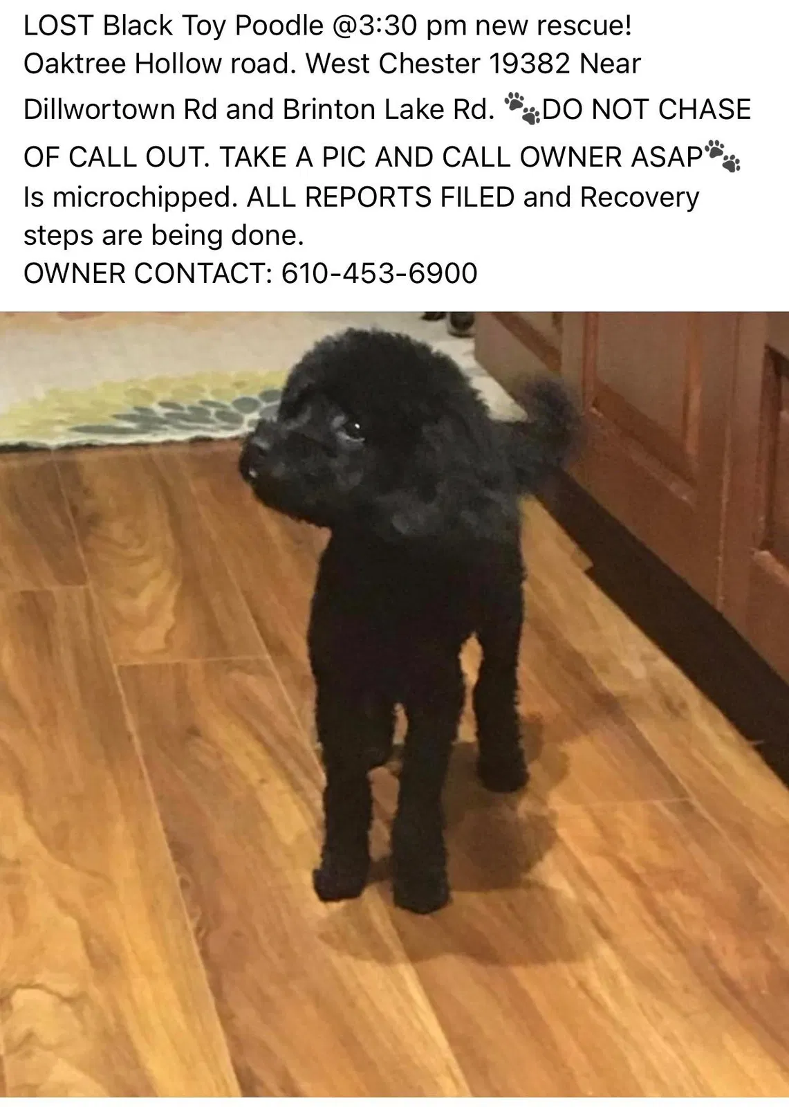 Lost dog in West Chester, PA, 19382
