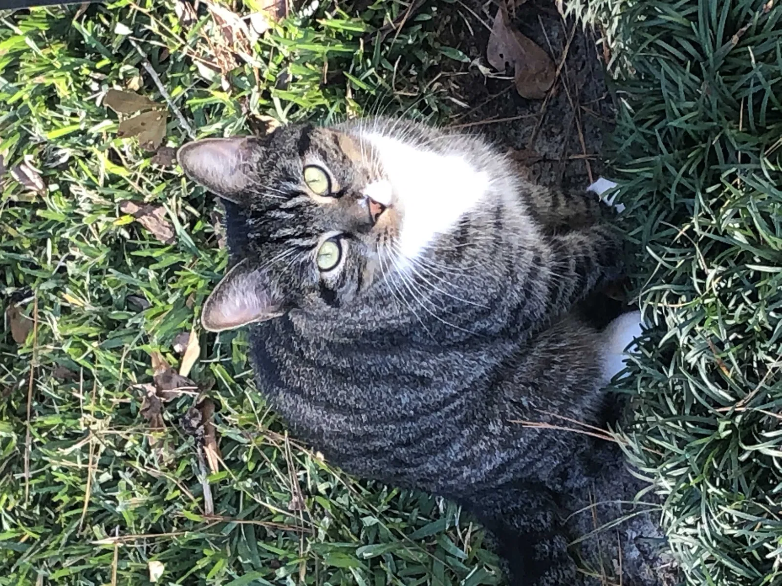 Found cat in Valdosta, GA, 31602