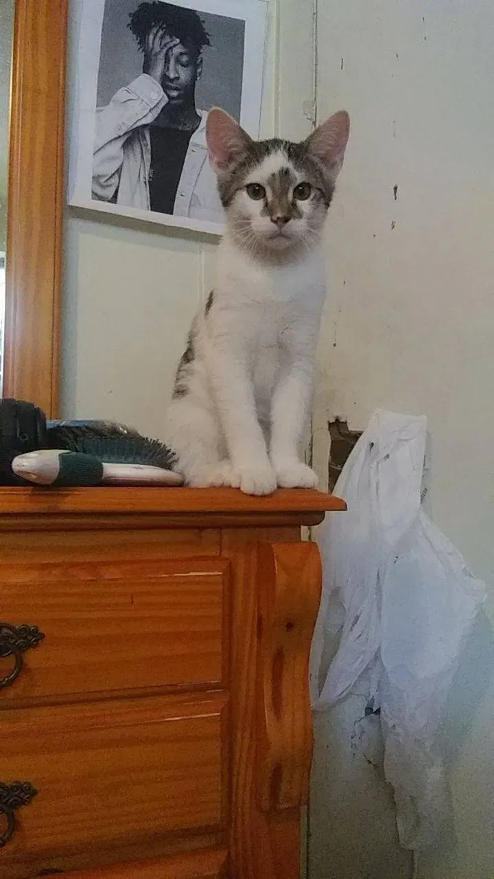 Lost cat in Tulsa, OK, 74112