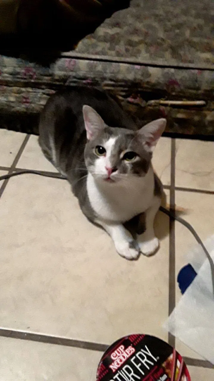 Lost cat in Tulsa, OK, 74112